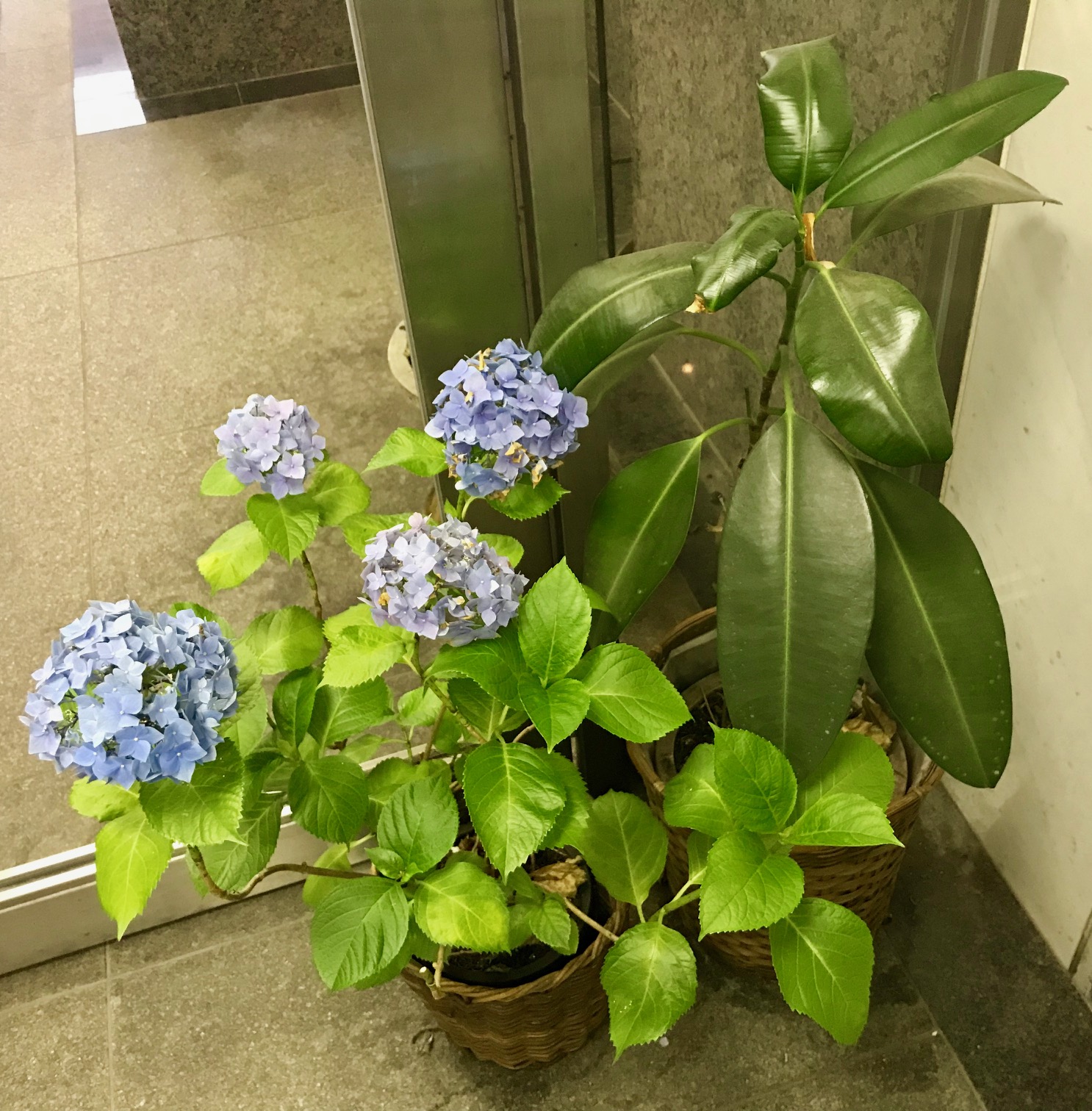 銀座スタジオ オーナー様の花